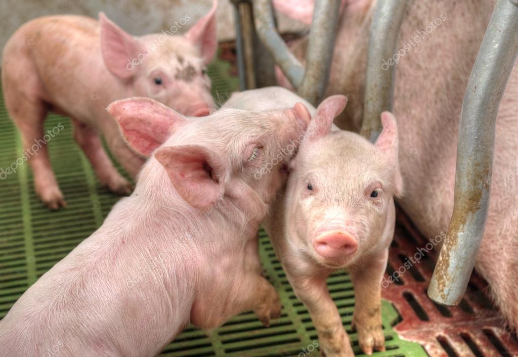 Momma pig feeding baby pigs — Stock Photo © artfotoss 15697585