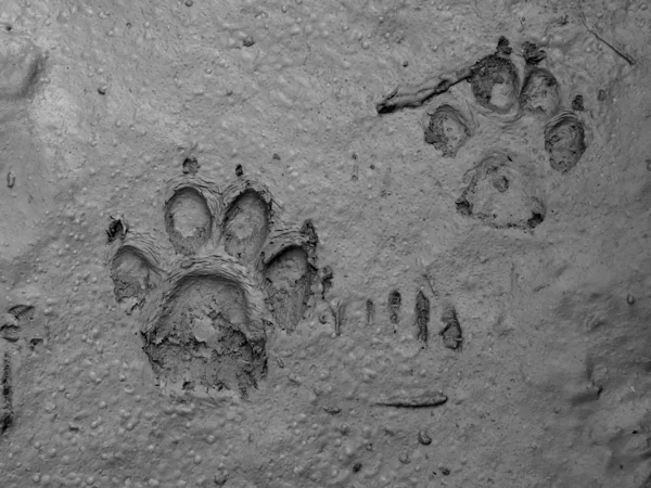Real dog footprint