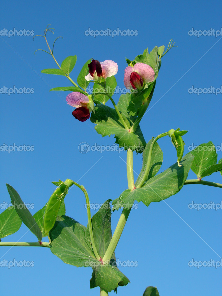 Planta de chícharo hermosa — Fotos de Stock © DLeonis #13663519
