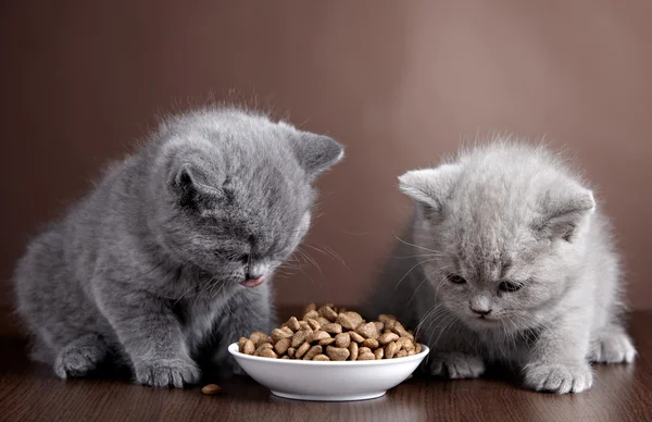 Bowl of cat food and two kittens