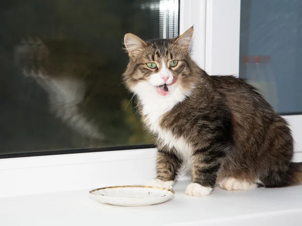 The cat sits at window and drinks milk