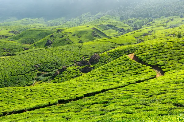 Tea plantations