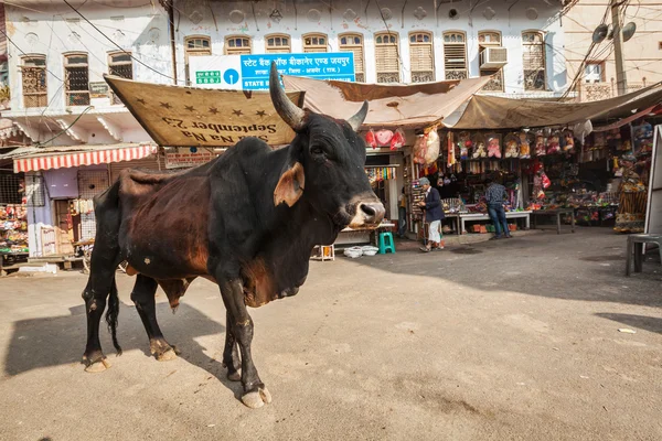 Indian cow in the street of India