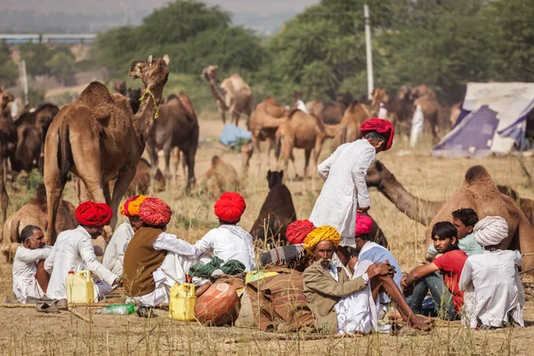 Indian men and camels at Pushkar camel fair (Pushkar Mela)