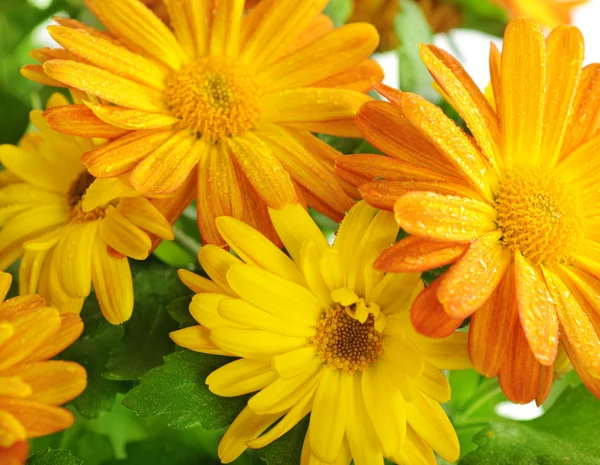 Chrysanthemum macro