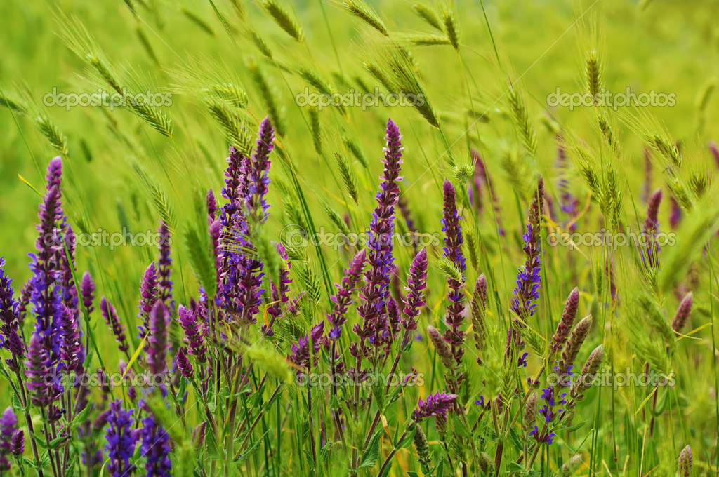 http://st.depositphotos.com/1000533/2927/i/950/depositphotos_29275217-Violet-meadow-flower.jpg