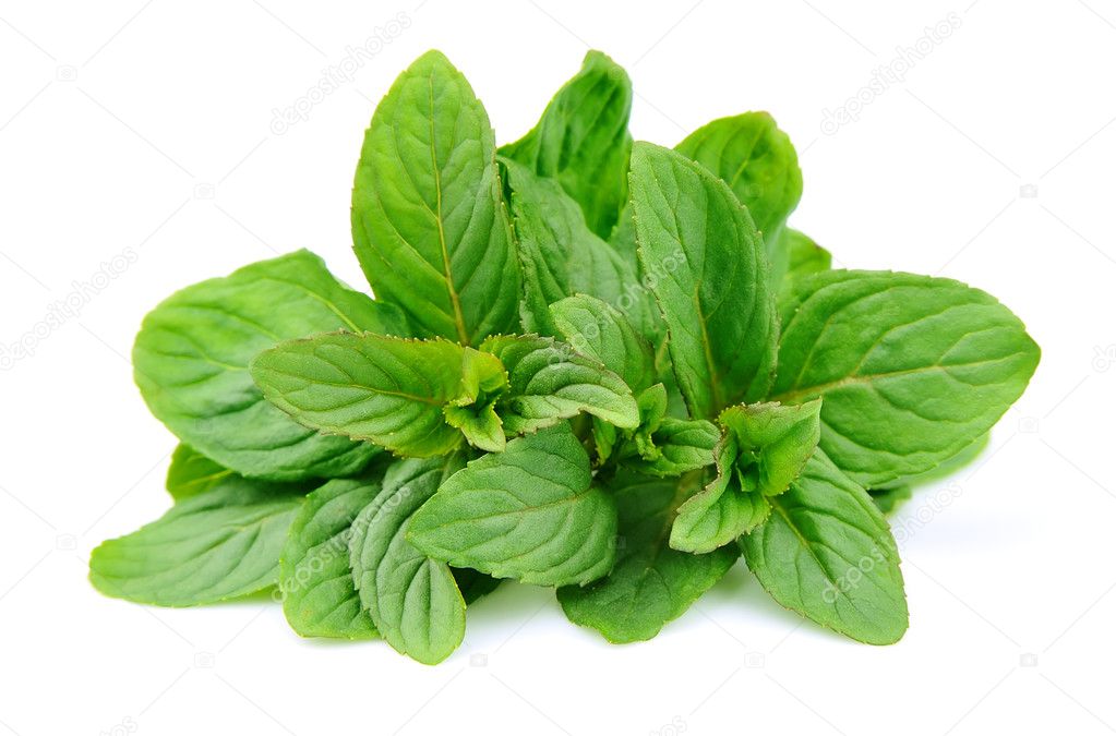 薄荷叶关门图片