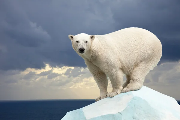 Polar bear against sea landscape