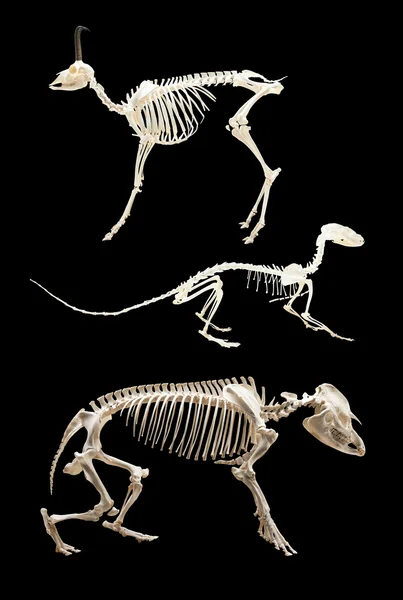 Set of skeletons of animals. Isolated over black