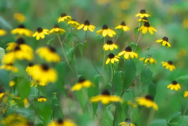 Yellow flowers