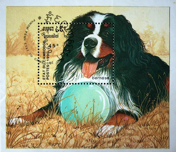 KAMPUCHEA - CIRCA 1990: A stamp printed in Kampuchea (Kingdom of Cambodia) shows Dog Bernese, circa 1990