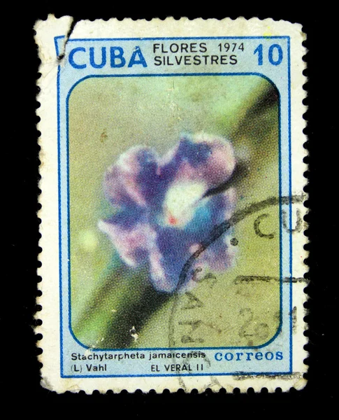 CUBA - CIRCA 1974: A postage stamp printed in the Cuba shows image a flora life, the flower \