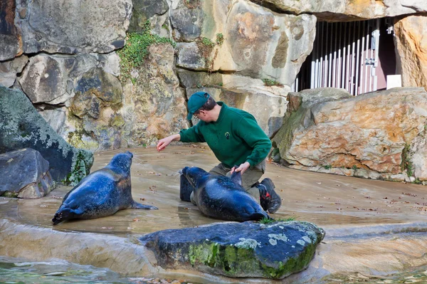 Fur seals feeding show at a Zoo