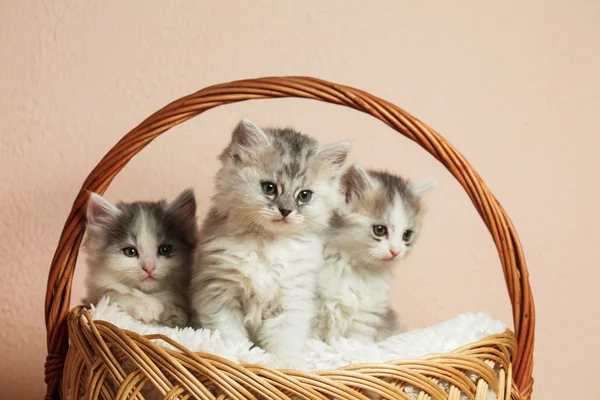 Three grey kittens