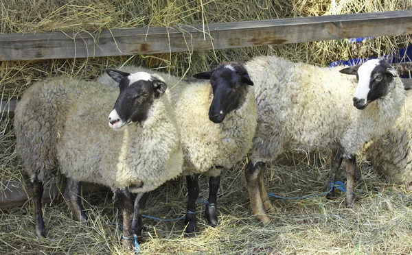 Three sheep on a farm