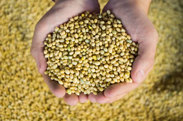 Hands with soy beans