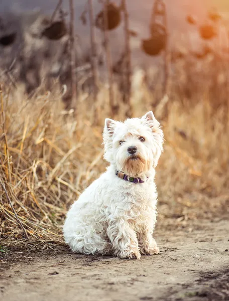 Small dog breeds White Terrier