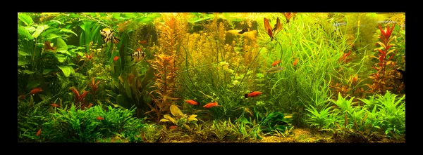 Ttropical freshwater aquarium with fishes