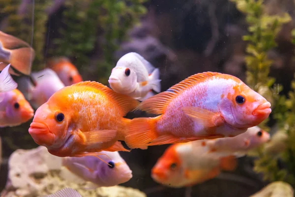 Ttropical freshwater aquarium with fishes