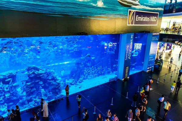 Largest aquarium of the world in Dubai Mall