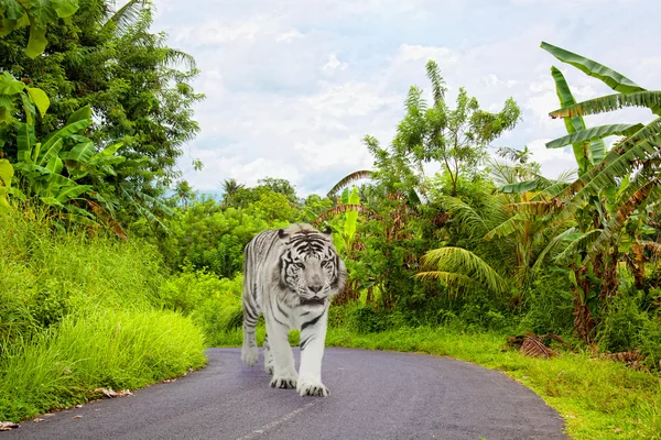 White Bengalese tiger goes on the asphalted road in the jungle