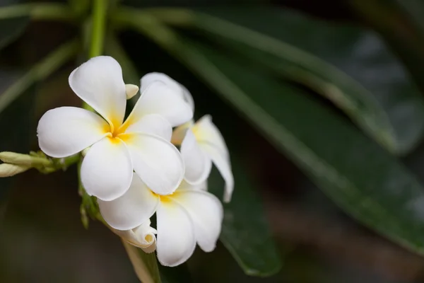 Tropical plant of plumeria with beautiful white flowers