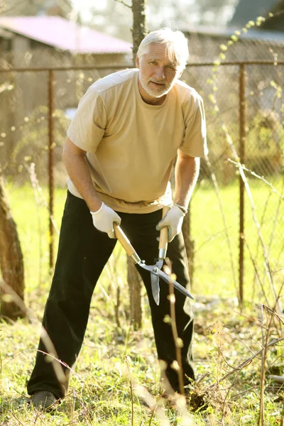 Old man plants a tree with a garden scissors