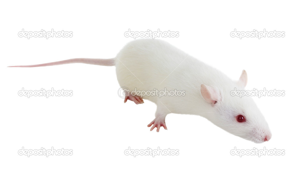 Laboratory white rat Strain Sprague Dawley — Stock Photo © Irin717