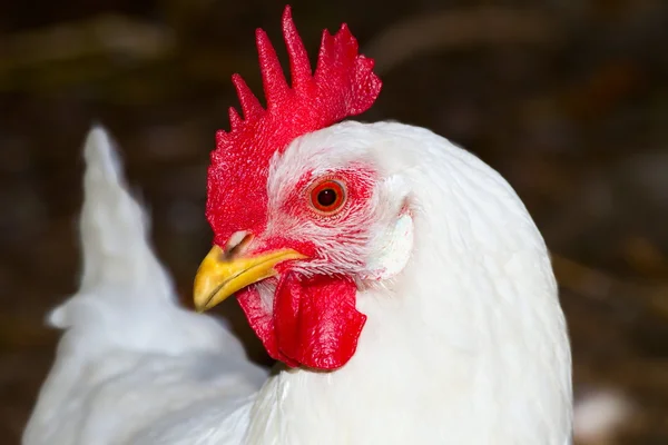 Image of a white chicken poultry — Stock Photo #28835803