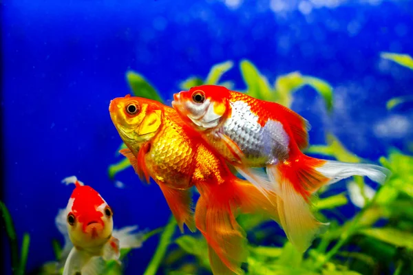 Beautiful golden aquarium fish