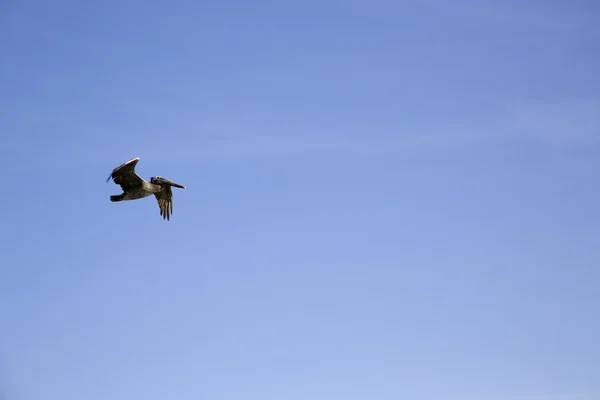Brown Pelican flying above the Pacific ocean