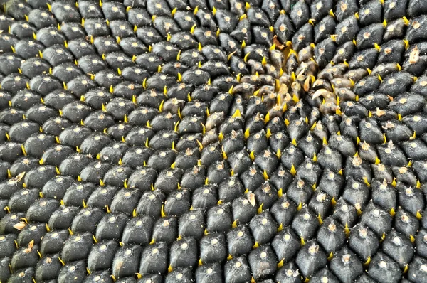 Sunflower with Black Seeds Close-Up