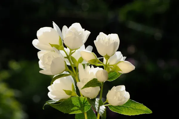 White Jasmine Flowers on Green Background
