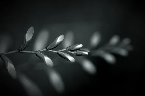 Black and White Flower Buds
