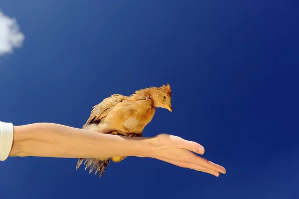 Little Chicken Sitting on Spread Arm
