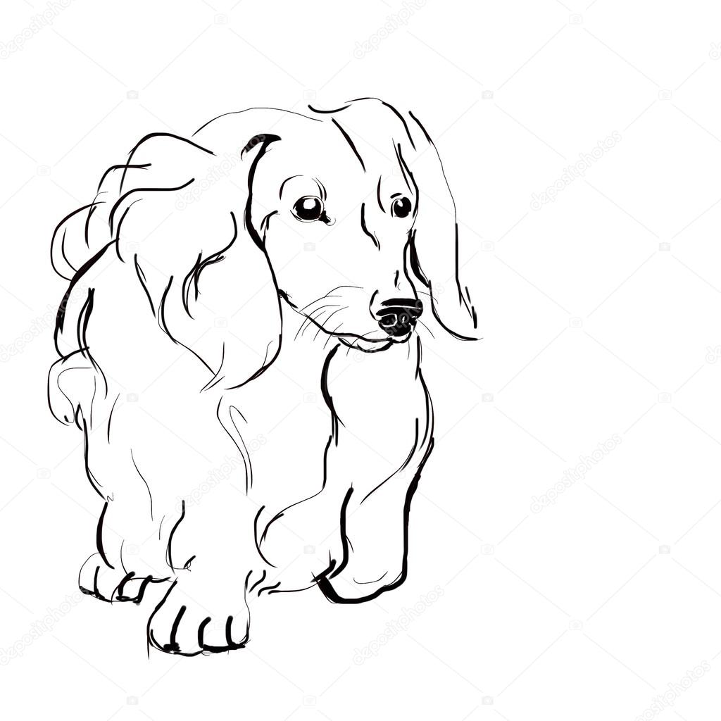 dachshund long hair coloring pages - photo #5