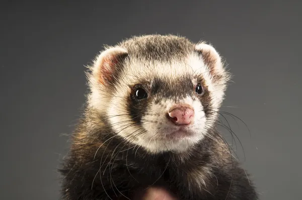 Polecat