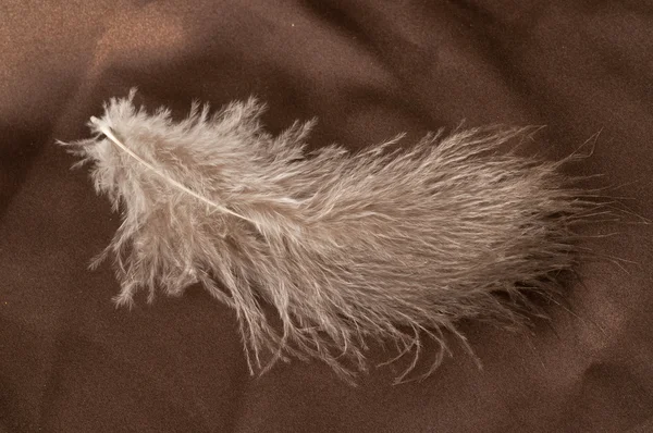 Single feather on brown background