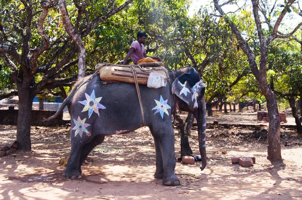 Man sitting on the elephant