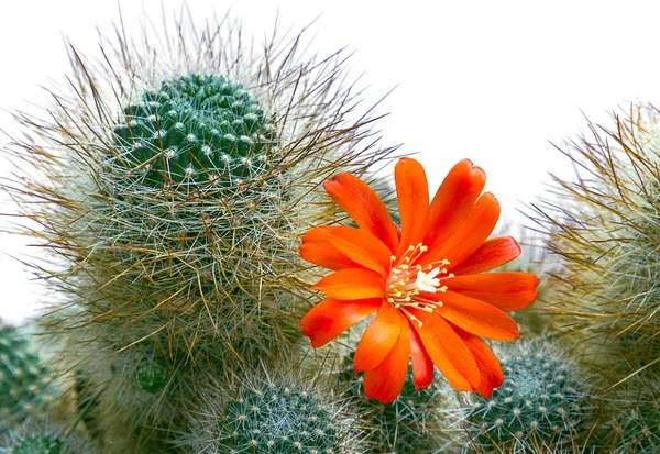 Blooming orange cactus flower on thorny cactus.