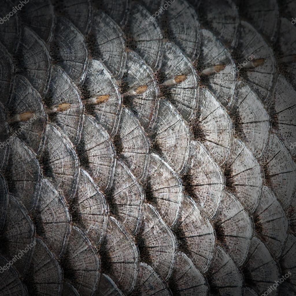 Écailles de poisson — Photographie fotoall © 22291763