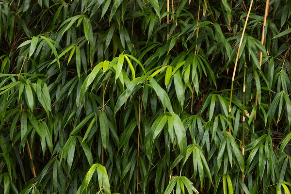 Growing bamboo