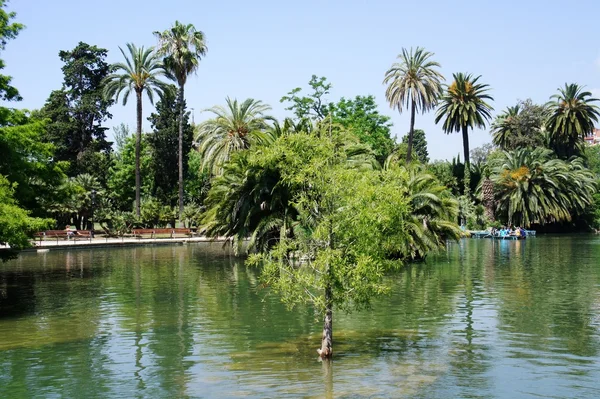 Tropical garden, lake and palms