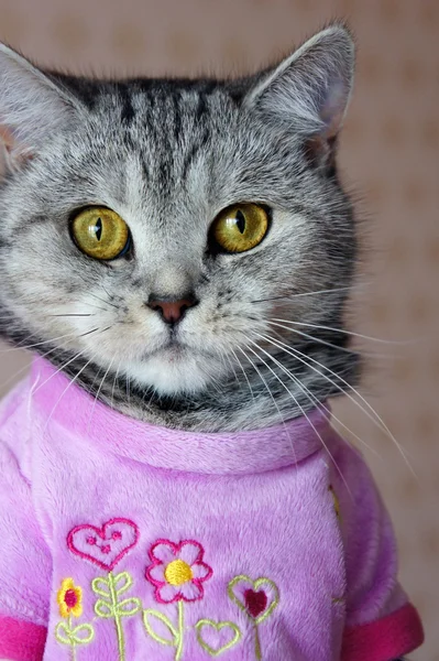British cat dressed in pink jersey