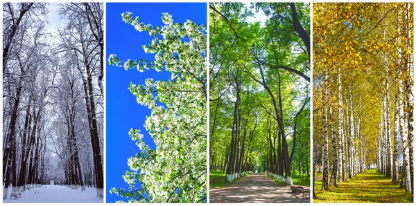 Four seasons collage: Winter, Spring, Summer, Autumn
