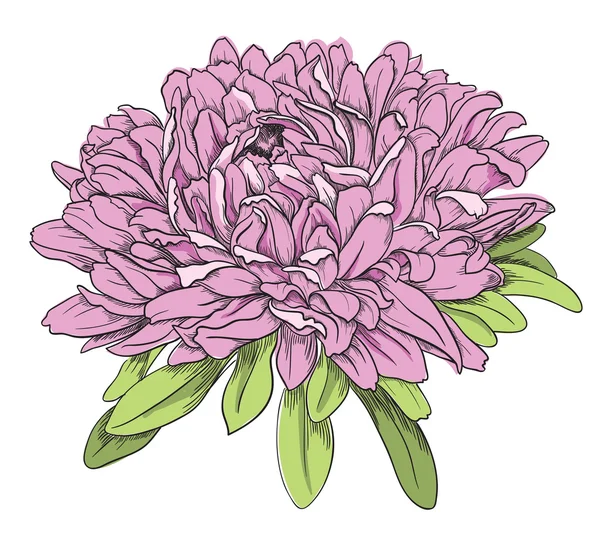 Flower hand drawn aster