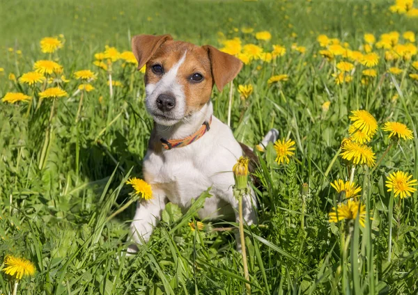Cute beagle puppy on blooming dandelion meadow. Dog in flower field