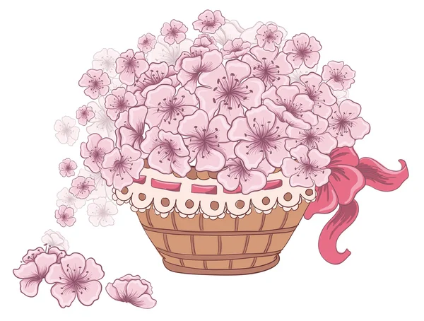 Wicker basket full of flowers Cherry blossom isolated on white.