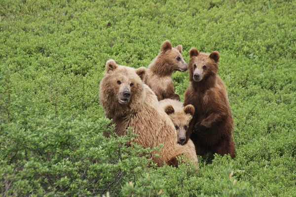 Three cub and bear