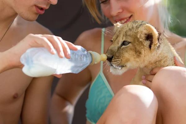 Feeding little lion cub with milk